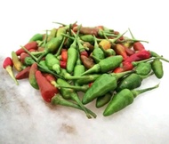 Cili Padi Kampung/Cabai Burung/Lada Burung/Chili Paddy/Facing Heaven Pepper