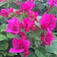 Live Replacement 5Bougainvillea Large Seeding Double Leaf Bougainvillea Sapling Bonsai Indoor Balcon