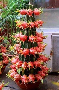 Dragon fruit red dwarf seed/ biji benih buah pitaya