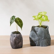 【觀葉植物】黑葉觀音蓮 金芋合果芋 室內 仿石盆器 | 蒔光