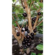 POKOK Anggur Brazil / Anggur Brazil