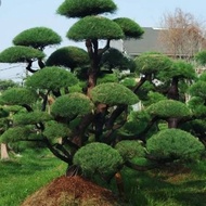 tanaman hias cemara udang bonsai