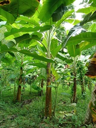 Anak Benih Pisang Nangka