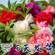 好姐姐丶重瓣鳳仙花種子 種籽 指甲花鳳仙茶花四季播易活庭院陽臺盆栽花卉種子 種籽tqxy