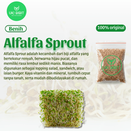 ( 1.000 Butir ) Benih Biji Alfalfa Sprout | Lucerne | Medicago Sativa | Alfalfa Microgreens