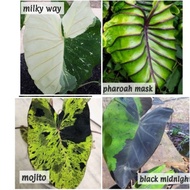 ready Pokok Colocasia Esculente Mojito Mohito Pharaoh's Pharaoh Pharoah Mask Black Midnight milky way Morning Dew