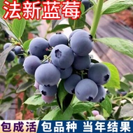 Fixin Anak Benih Pokok Blueberry untuk Halaman Utara dan Selatan, Anak Benih Pokok Blueberry Lebih B