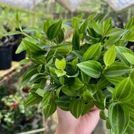 TKL - Peperomia Parallel/Peperomia Puteolata Hanging Plant 钻石翡翠