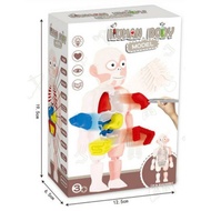 HUMAN BODY MODEL