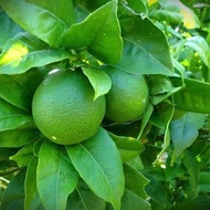 Seeds 🌿 bibit buah jeruk nipis tanaman buah jeruk bibit jeruk hasil