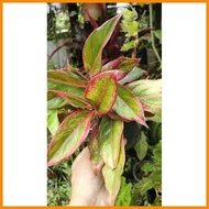 ◶ ♀ Aglaonema Red lipstick (live plant)