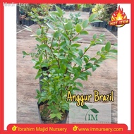 ✕◎ANGGUR BRAZIL JABOTICABA ANAK POKOK LIVE PLANT
