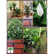 SJH - Peace Lily /  Spathiphyllum Wallisi / 白掌 [Real Plant/Indoor Plant/Bunga Hidup]