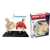 4D MASTER STEM Human Nose and Olfactory Anatomy Detachable Model for Science, MBBS, University