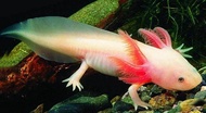 Axolotl Fish Ikan Axolotl 娃娃鱼 5inch SEASONAL LIMITED STOCK LEFT!