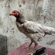 Ayam Pakhoy Betina Indukan New Stok
