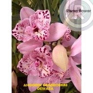 Tanaman Hias Anggrek Dendrobium Pink Princess Dewasa ( Promo Anggrek