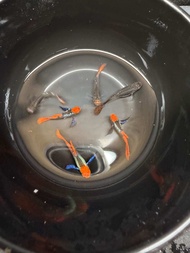 Dumbo Platinum Koi Guppy
