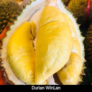 Durian duren montong bali lokal kane utuh matang
