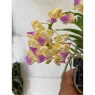 H2O - Orchid Aerides Houlettiana Live Plant