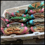 Kepiting Hidup | Kepiting Jumbo Size Super Berkualitas - 800/900 Gram Best Seller