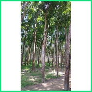 ♨ Mahogany Tree Seedlings (1pc.)