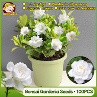 100% Original Fragrant Bonsai Gardenia Seeds for Planting Flowers (High Germination, 100pcs) Fresh C