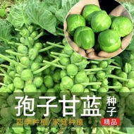 10 Biji Benih - Brussel Sprouts Long Island 孢子甘蓝种子