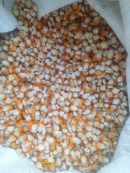 jual jagung kering  kecil buat pakan  burung merpati dan ayam 1 kg