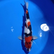 Ikan Koi showa - Koi Blitar 30cm