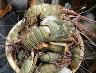 lobster laut 1 kg frozen