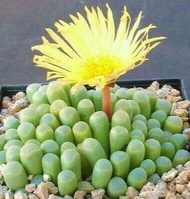 50 เมล็ดพันธุ์ เมล็ด ซักคิวเลนต์ หรือ ไม้อวบน้ำ กระบองเพชร เฟเนสตราเรีย (Fenestraria) Succulent seed. อัตราการงอกสูง 80-85%