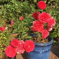 [Cây giống hoa] Hồng bụi Chùm Son - Trang Flower