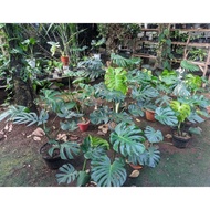 Monstera King Dewasa - Tanaman Hias Monstera King - Monstera