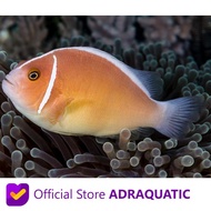 IKAN HIAS AIR LAUT GIRO PELET AMPHIPRION PERIDERAION PELLET CLOWNFISH
