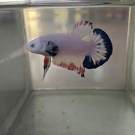 Cupang Flamingo line blue rim umur 2,5 bulan up