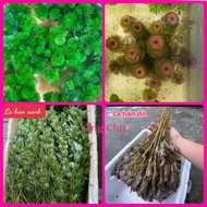 1kg of red arhat seaweed and aquatic green seaweed