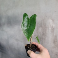 Anakan Alocasia Reticulata Zebrina Import Tanaman langka