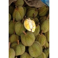 ANAK POKOK DURIAN D99 KANCING BAJU (KRADUM-THONG)