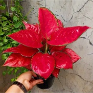 HM69-  aglonema red anjamani tanaman hias bunga aglaonema murah merah
