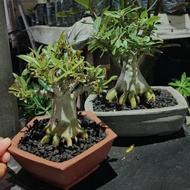 Siap Kirim Adenium Percabangan Bonsai