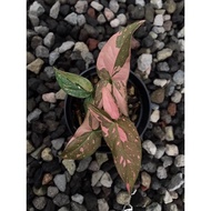 Tanaman Hias Syngonium Pink Splash (4 daun)