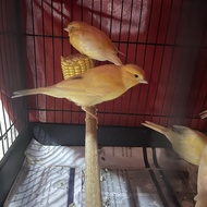 Kenari AF paud Ngeriwik Jaminan Jantan
