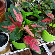Aglaonema red kochin
