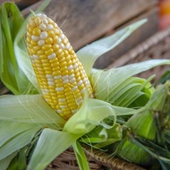 Jagung Mutiara (6pcs) Original Cameron Highland - Harga Promosi