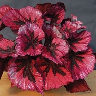 Bunga begonia pelangi merah Begonia rex raspberry torte TANAMAN HIAS I