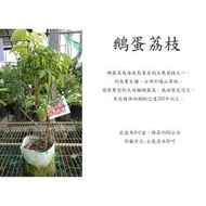 心栽花坊-鵝蛋荔枝/4吋/荔枝品種/水果苗/售價700特價600