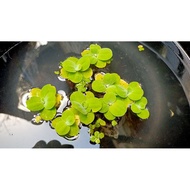 Dwarf Water Lettuce (small)