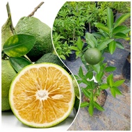 Pokok Limau Bali Sankist