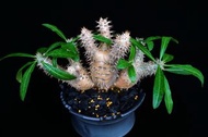 #305 席巴女王之玉櫛　Pachypodium densiflorum　/ 塊根植物 Caudex / 另售象牙宮、龜甲龍、索馬里葡萄甕、念珠橄欖/ 多肉植物